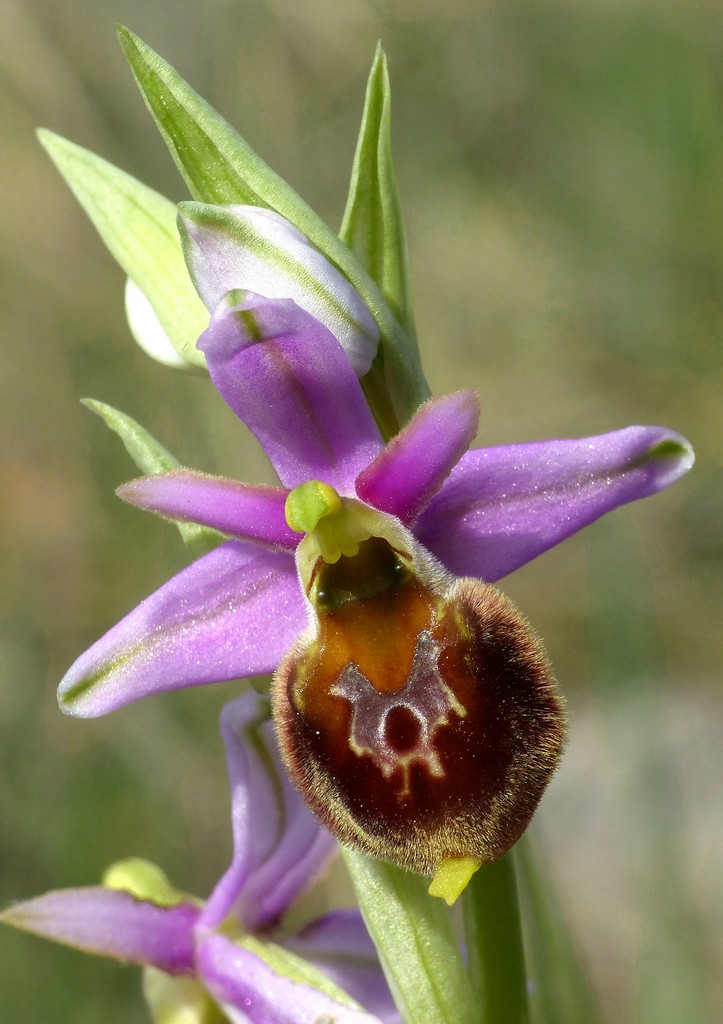 Ophrys crabronifera nellAbruzzo aquilano - aprile  2022.